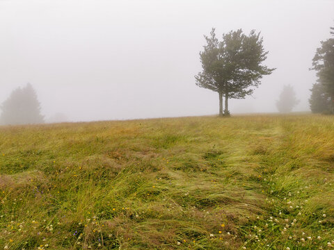 La chaume de Champis sous la pluie, prairie d’altitude, La Bresse, Vosges, France