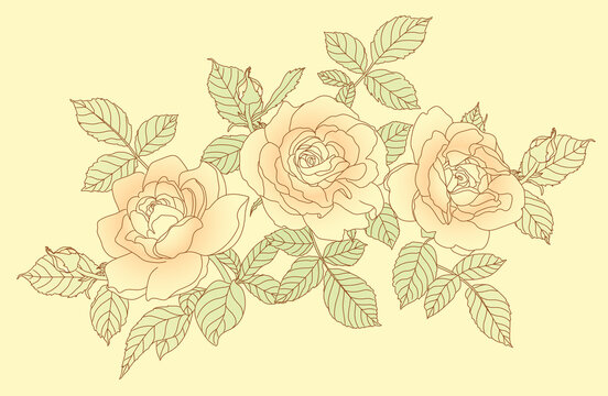 blooming roses on the beige background