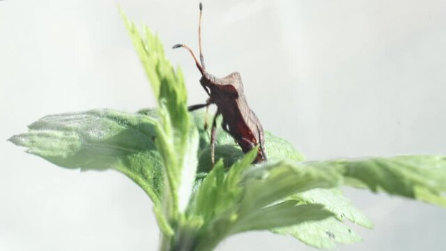 Herbivorous nymph of a bedbug on a leaf close white background