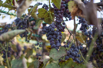 bunch of grapes