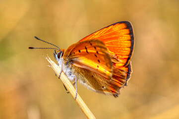 Selective focus shot of an orange, spotted butterfly on a stick