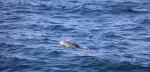 Fototapeta premium Baby Bottlenose Dolphin 