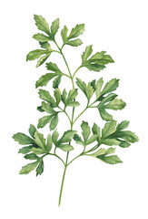Watercolor parsley herb hand drawn illustration