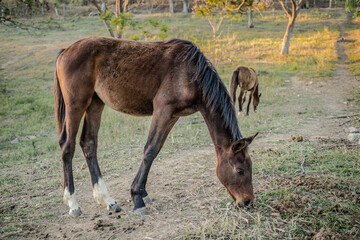 Horse