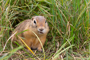 Naklejka na ściany i meble Funny European ground squirrel hid food in a cheek pouch and sits in green grass. Portrait of wild gopher in the natural habitat. Background with copy space.