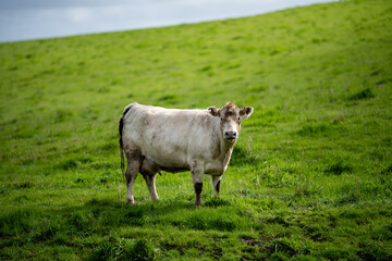 Beef cows and calfs grazing on grass in south west victoria, Australia. eating hay and silage....