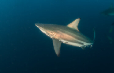 Blacktip (Zambezi) Shark in South Africa
