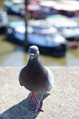 Portrait einer Taube am Hafen