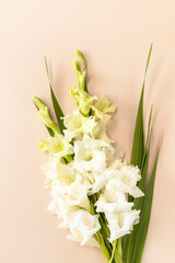 Creative layout made of blooming white bud gladiolus against plain beige background. Minimal flowers background. Top view flat lay.
