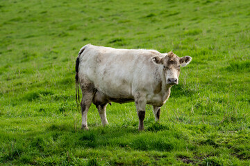Beef cows and calfs grazing on grass in south west victoria, Australia. eating hay and silage....