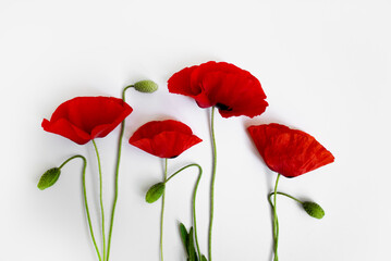 Obraz premium Red poppies on a white background. Postcard in the style of minimalism, place for text, close-up