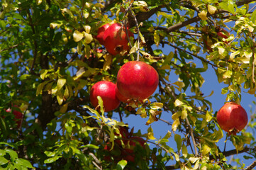 Pomegranate tree with ripe red fruits.