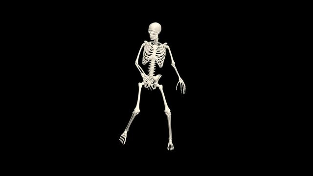 Dancing Skeleton 3D. 3D Skeleton Dance Animation. Skeleton 3D dance. Transparent background.