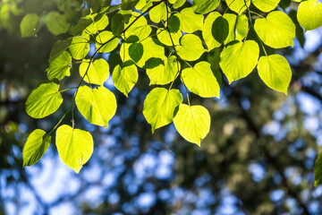 Branches with spring leaves common aspen, Populus tremula. Floral background with green spring leaves.