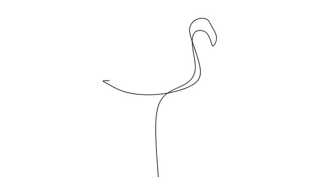 flamingo