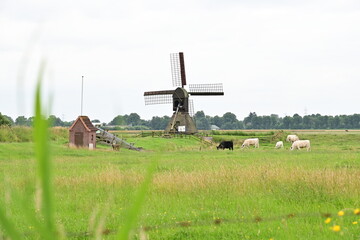 Historische Schöpfmühle in Honigfleth bei Wilster, mit grasenden Hochlandrindern,...