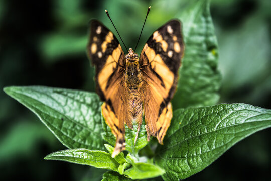 Borboleta laranja com detalhes em preto repousando na folha verde em meio a mata - Paisagem natural