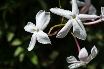 Flores brancas com quatro pontas em meio a mata - Paisagem natual