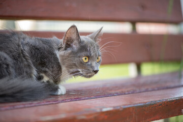 Beautiful purebred gray kitten on a bench in the summer in the park.