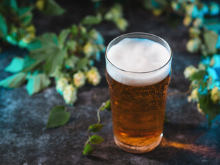 A glass of craft beer, dry hopped light beer, green cones wild hops