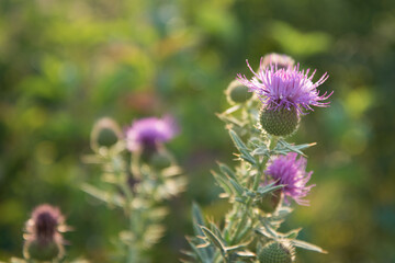 Beautiful pink flower on a background of greenery. Background, texture. Thistle thistle
