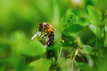 Fototapeta premium Bee pollinate white clover in fresh green meadow.
