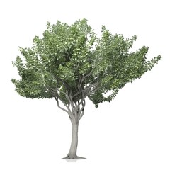 Fototapeta na wymiar 3d render of a tree on white background
