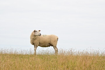 Schaf steht auf grünem Damm am Nordstrand in Nordfriesland