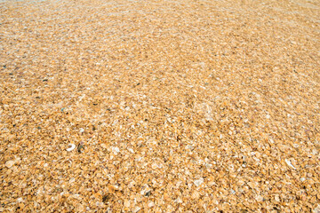 Conchas amarelas na praia - Paisagem natural