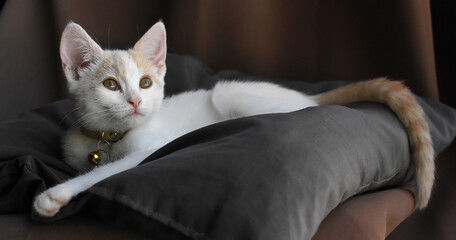 lounging kitten portrait