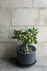 Crassula tree-like in a gray ceramic pot. Succulent plants on a background of concrete bricks.