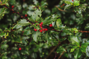 Barbed holly on green leafes background