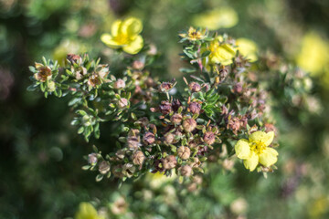 Green and yellow flowers on green background