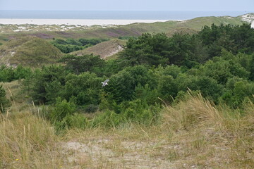 Fototapeta na wymiar Dünen und Bäume am Strand auf der Insel Amrum