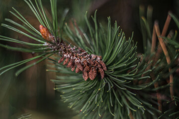 Cone on pine