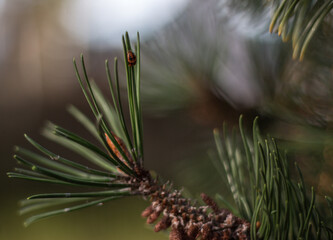 Naklejka na ściany i meble Ladybug on a pine needle 