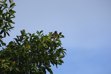 green leaves against blue sky