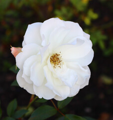 White French rose on a background of green leaves