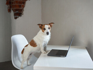 dog with a laptop. Jack russell terrier in a light office. pet at work