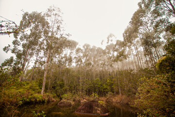Lago com neblina e árvores em volta - Paisagem natural