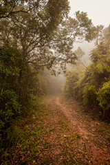 Fototapeta na wymiar Trilha com neblina e árvores - Paisagem natural