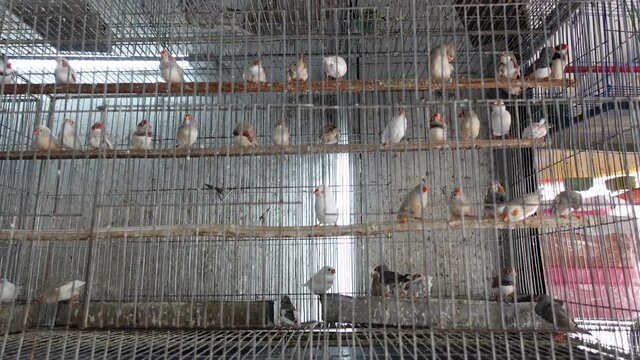 Zebra finch and white finch (CFW) birds of different colors are eating inside the cage in an unhealthy environment. 