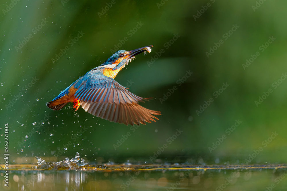 Wall mural Common Kingfisher fishing in the Netherlands
