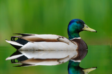 Mallard or wild duck (Anas platyrhynchos) male swimming in a pond in the Netherland with a green...