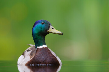Mallard or wild duck (Anas platyrhynchos) male swimming in a pond in the Netherland with a green background