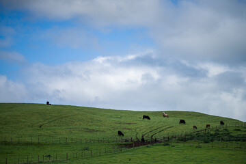 Beef cows and calfs grazing on grass in south west victoria, Australia. eating hay and silage....