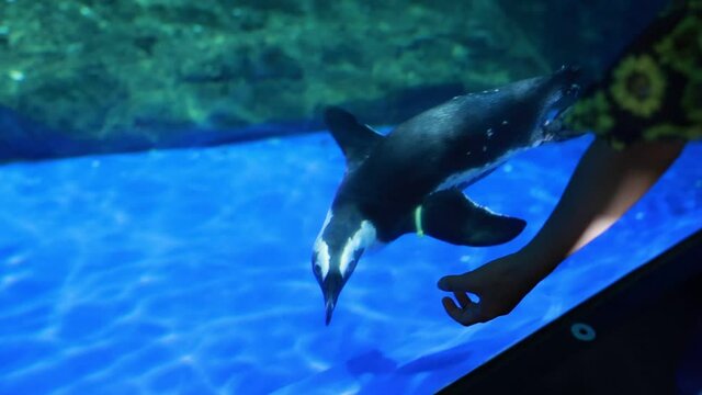 子供の手に興味を持つ水泳中のペンギン（スローモーション撮影）
