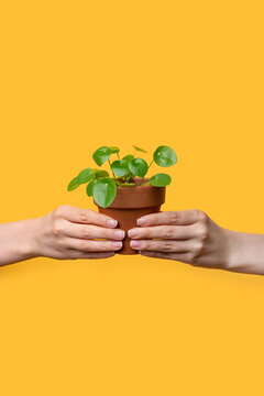 Female hand passing plant pot with pilea on bright yellow background