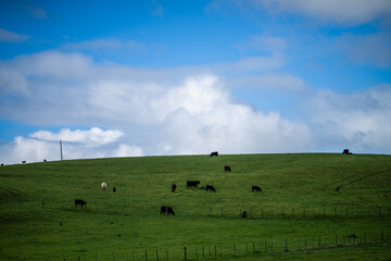 Beef cows and calfs grazing on grass in south west victoria, Australia. eating hay and silage....