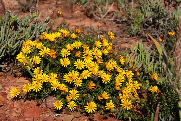 Beautiful yellow wild flowers blooming in the sun